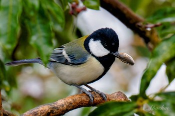 Japanese Tit 西湖野鳥の森公園 Fri, 2/23/2024