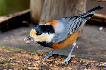 Varied Tit 西湖野鳥の森公園 Fri, 2/23/2024