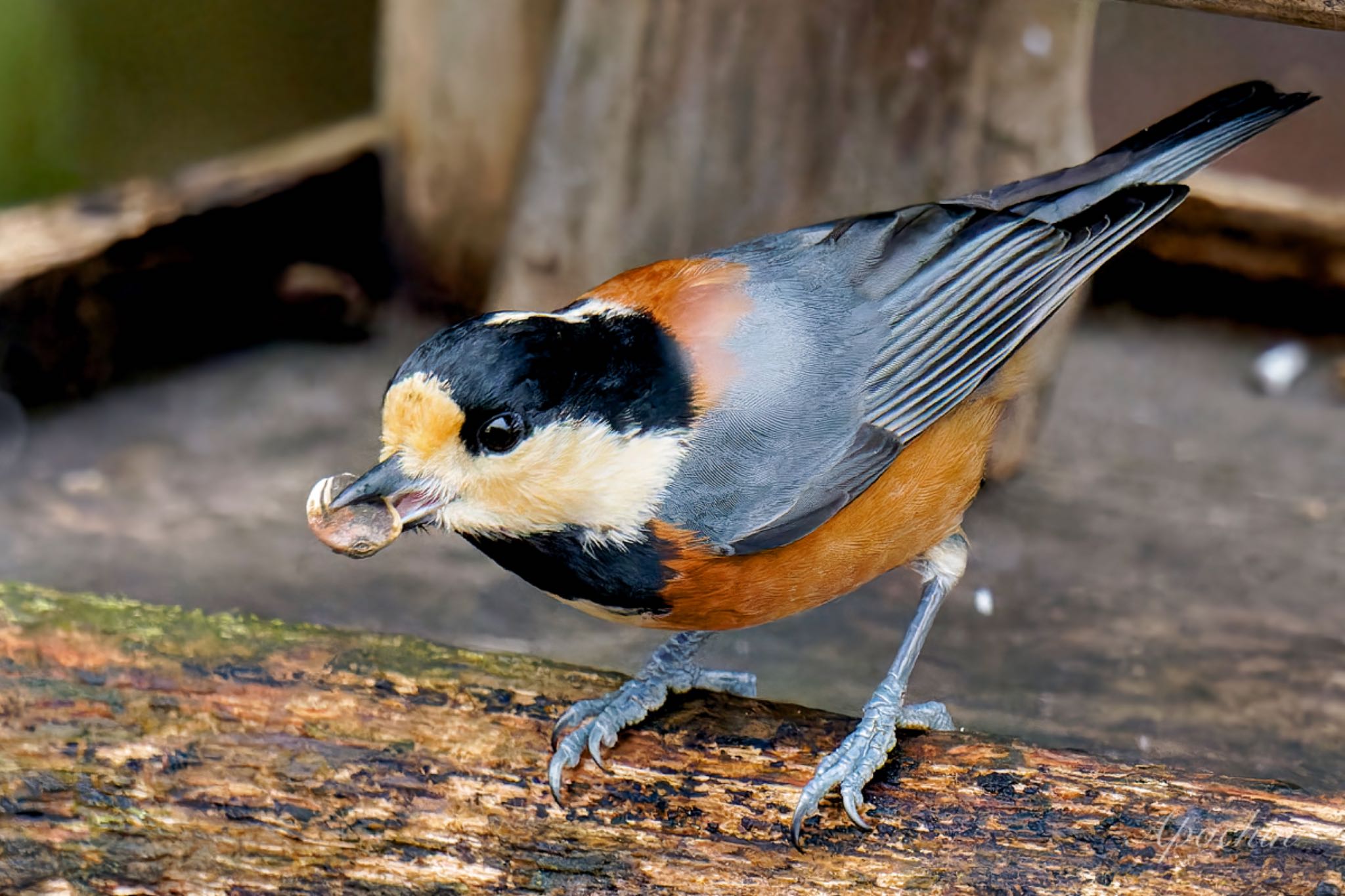 Varied Tit