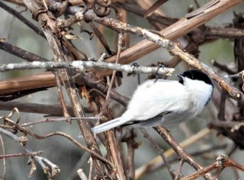 ハシブトガラ 釧路空港周辺 2024年2月24日(土)