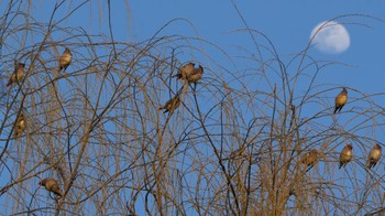 Japanese Waxwing 大室公園 Tue, 2/20/2024