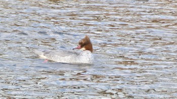 Common Merganser 鴨川 Sat, 2/24/2024