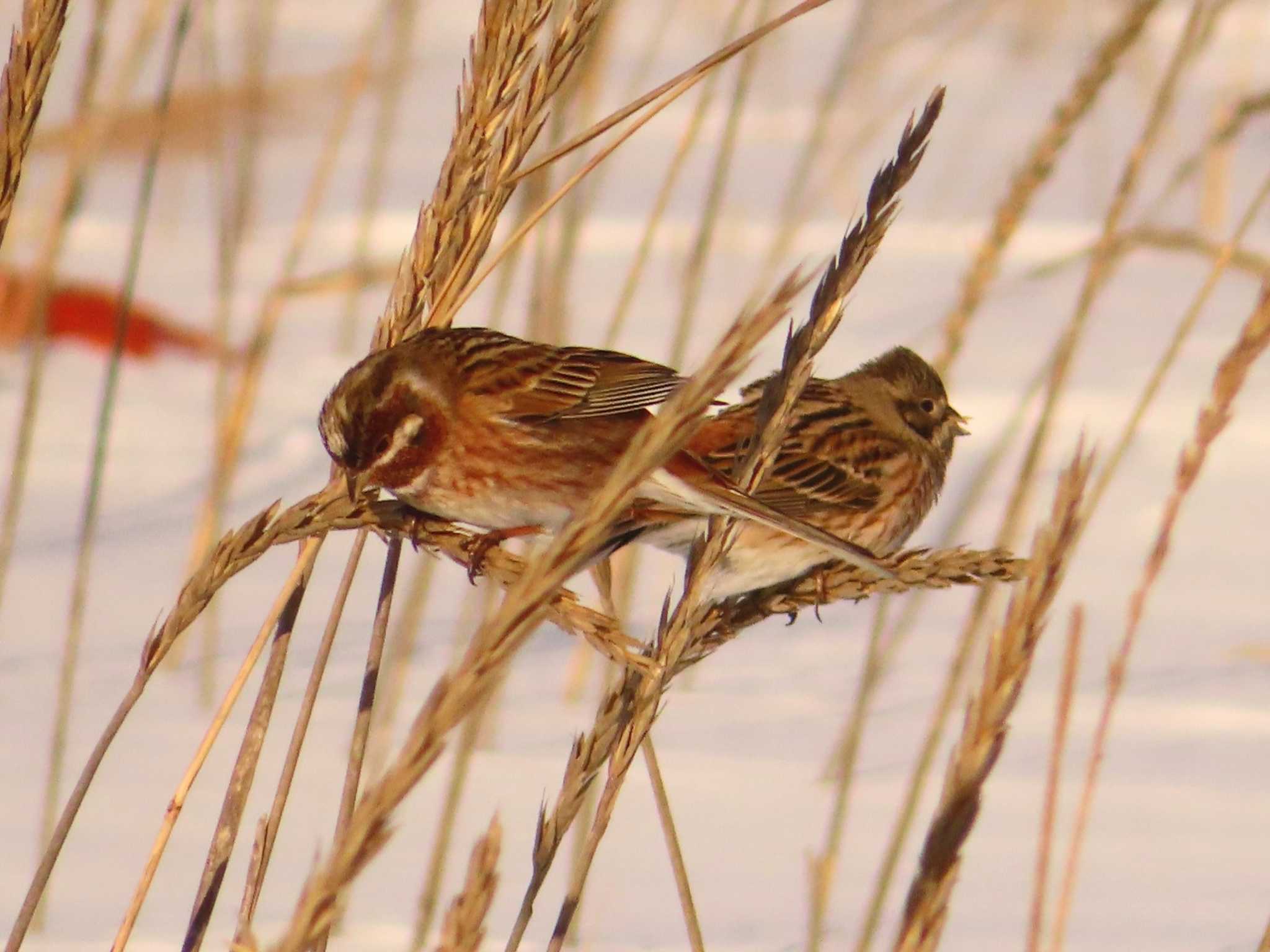 Pine Bunting