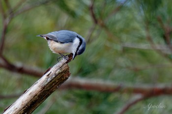 Eurasian Nuthatch 創造の森(山梨県) Sat, 2/17/2024