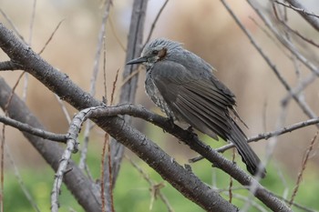 Brown-eared Bulbul 鶴見川 Sat, 2/17/2024