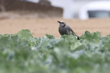 Brown-eared Bulbul 鶴見川 Sat, 2/17/2024