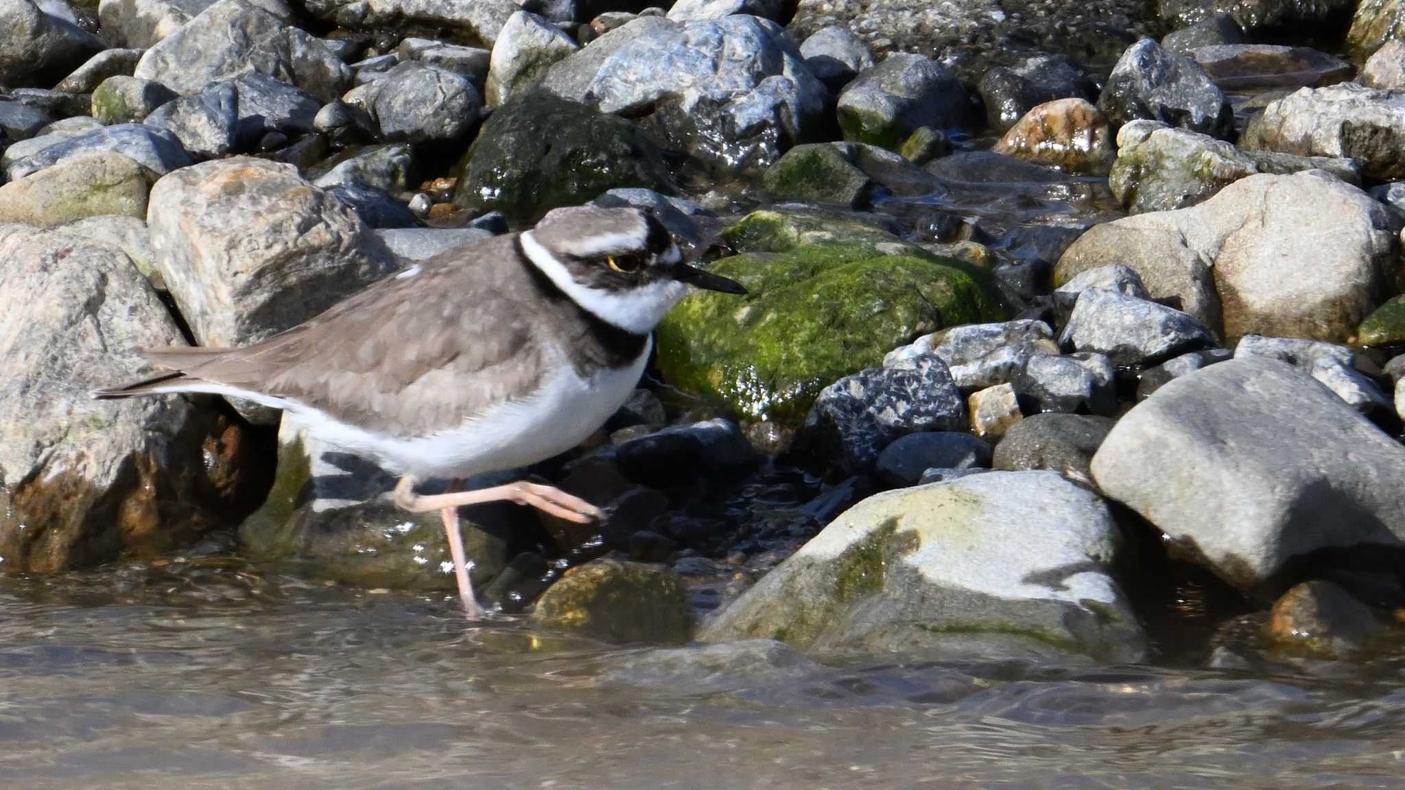 Long-billed Plover