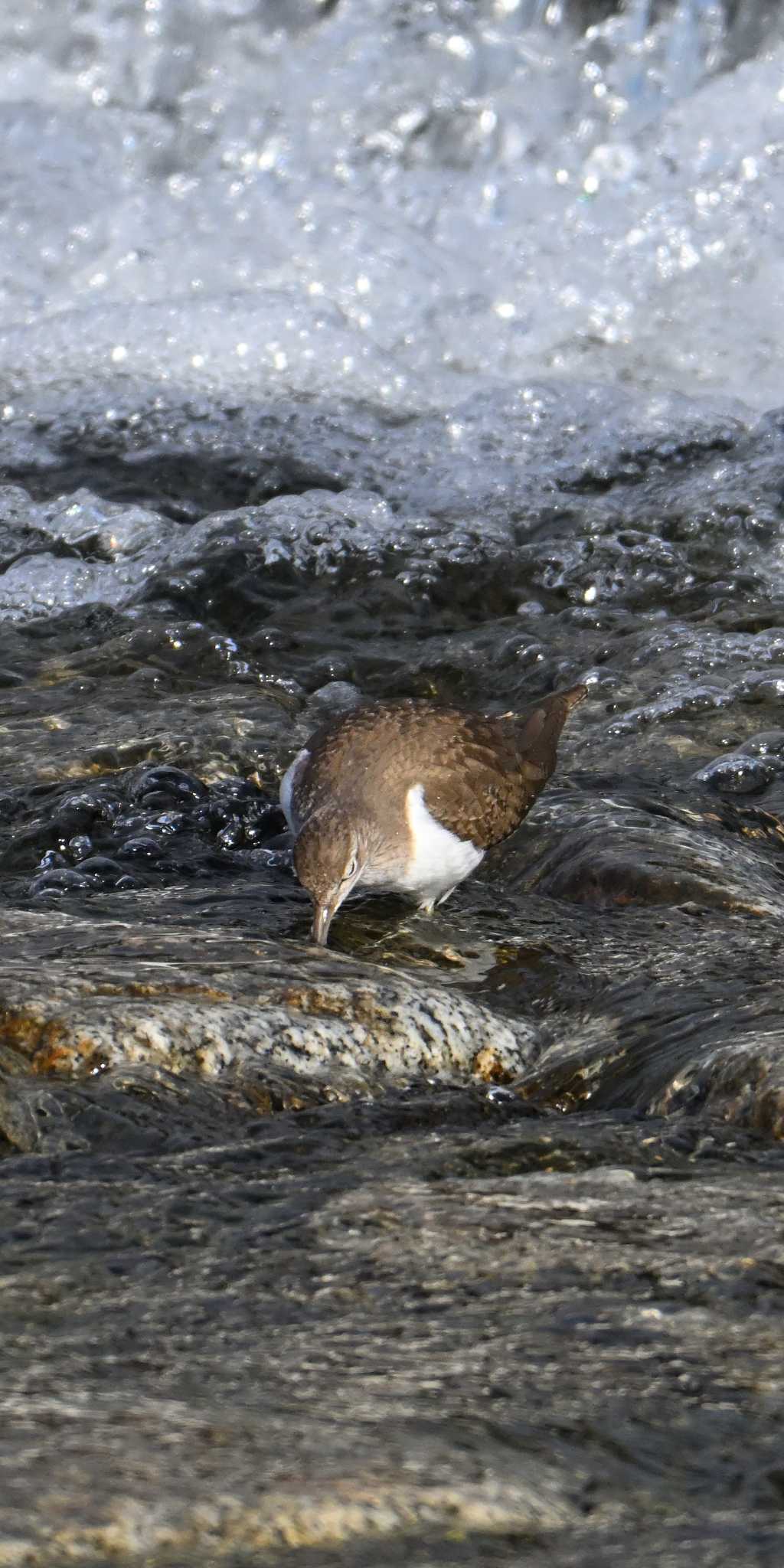 Common Sandpiper