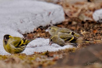 マヒワ 創造の森(山梨県) 2024年2月17日(土)