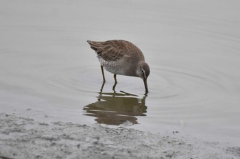 Long-billed Dowitcher Isanuma Thu, 2/22/2024