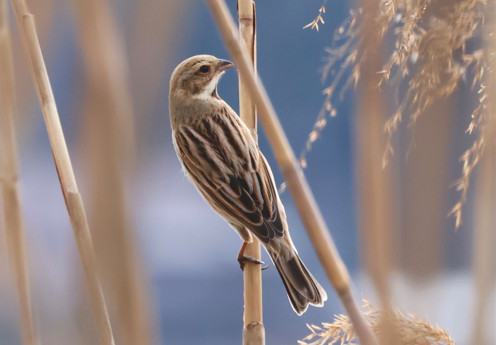 Common Reed Bunting