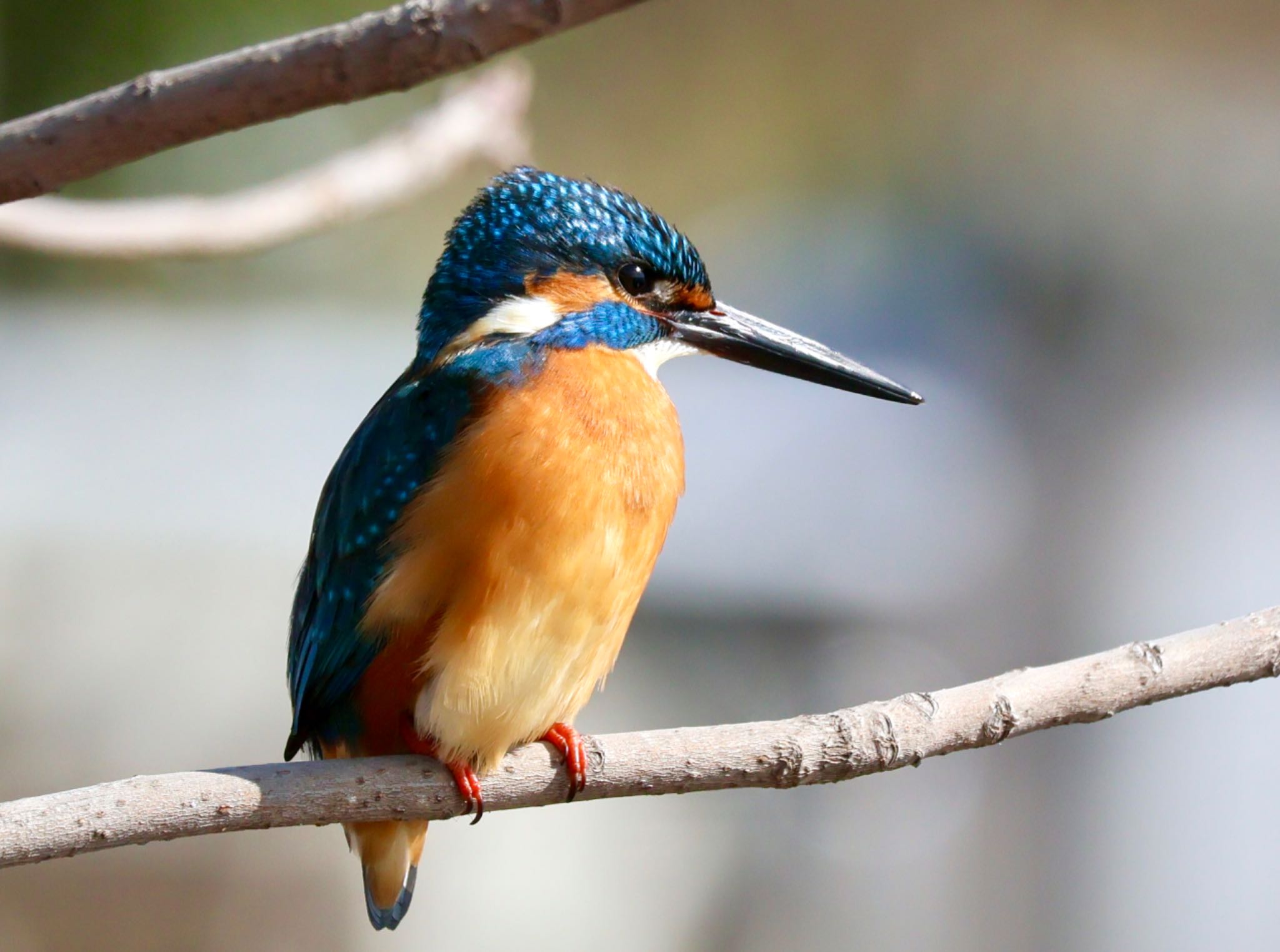 Photo of Common Kingfisher at Teganuma by カバ山PE太郎