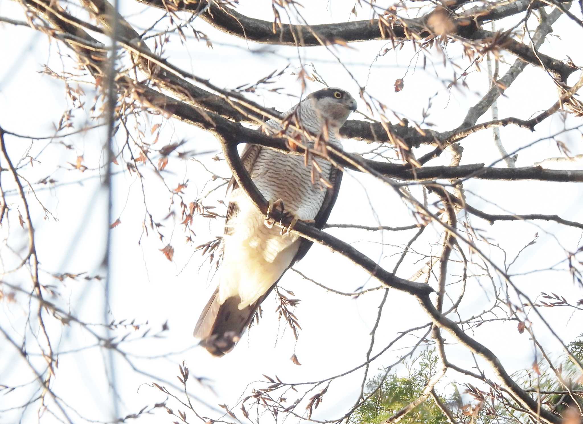 井の頭公園 オオタカの写真 by amigo-hiro