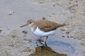 Common Sandpiper 喜瀬川 Fri, 1/26/2024