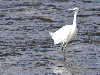 Little Egret 鴨川 Sat, 2/24/2024