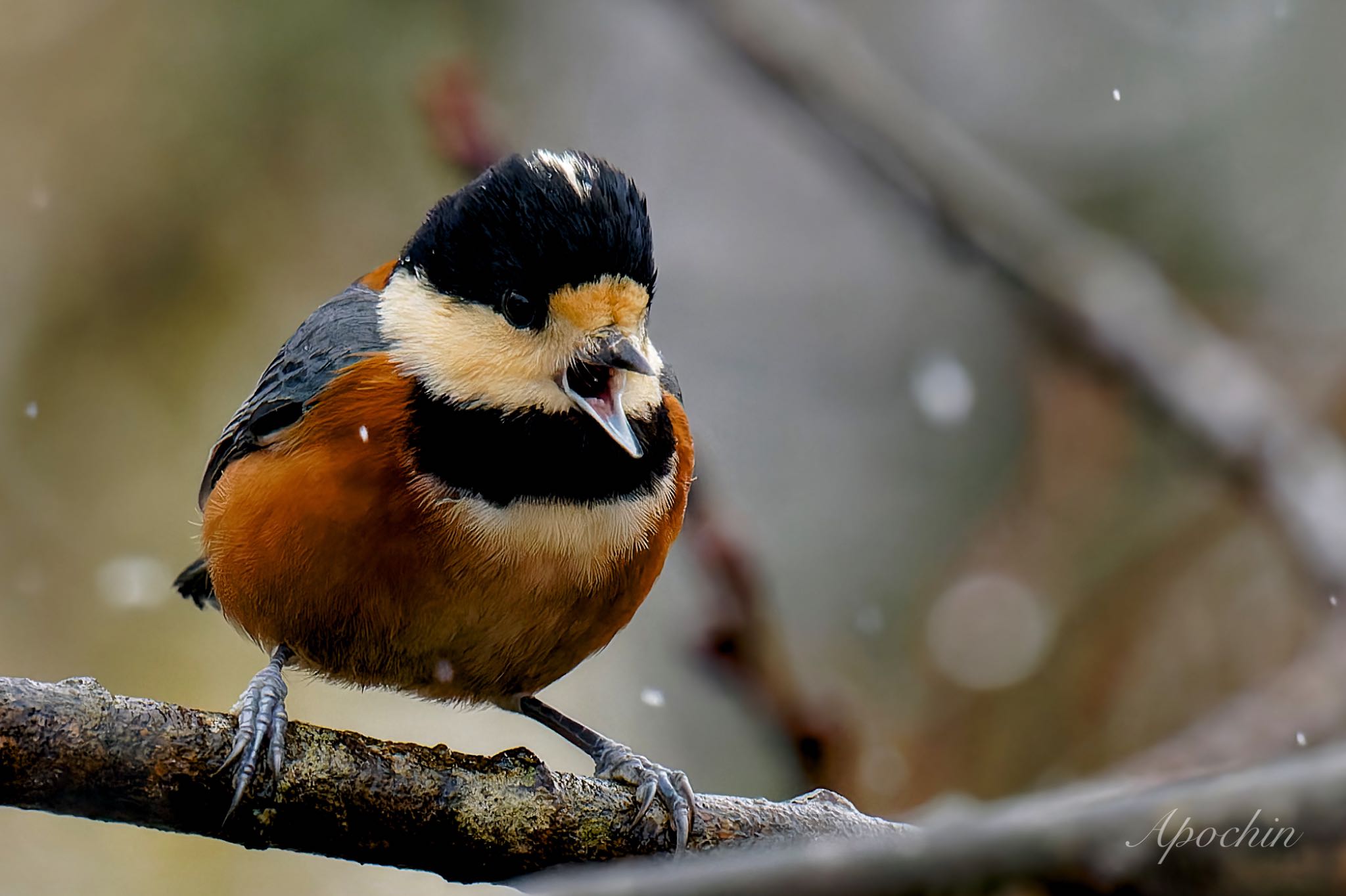 Photo of Varied Tit at 西湖野鳥の森公園 by アポちん