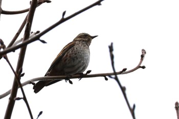 ツグミ ロクハ公園(滋賀県草津市) 2024年2月23日(金)