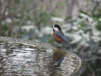 Varied Tit 権現山(弘法山公園) Sat, 2/24/2024