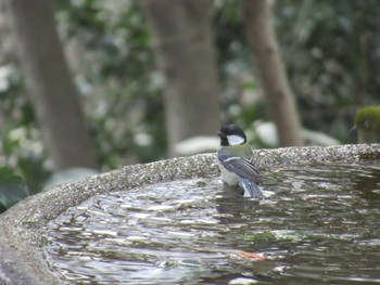 Sat, 2/24/2024 Birding report at 権現山(弘法山公園)