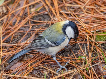 2024年2月25日(日) 京都御所の野鳥観察記録