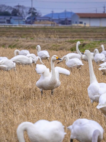 Tundra Swan 長浜市香花寺町 Sat, 2/17/2024