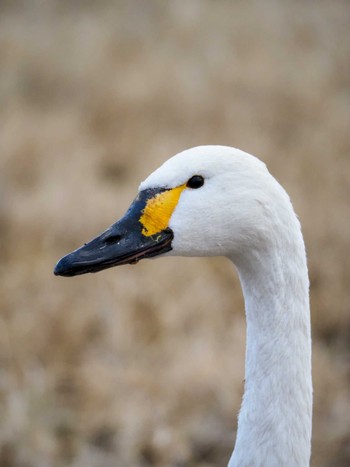 Tundra Swan 長浜市香花寺町 Sat, 2/17/2024