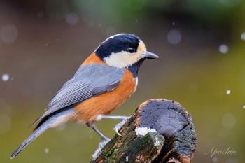 Varied Tit 西湖野鳥の森公園 Fri, 2/23/2024