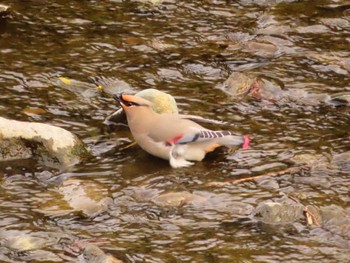 Japanese Waxwing 境川 Sat, 2/24/2024