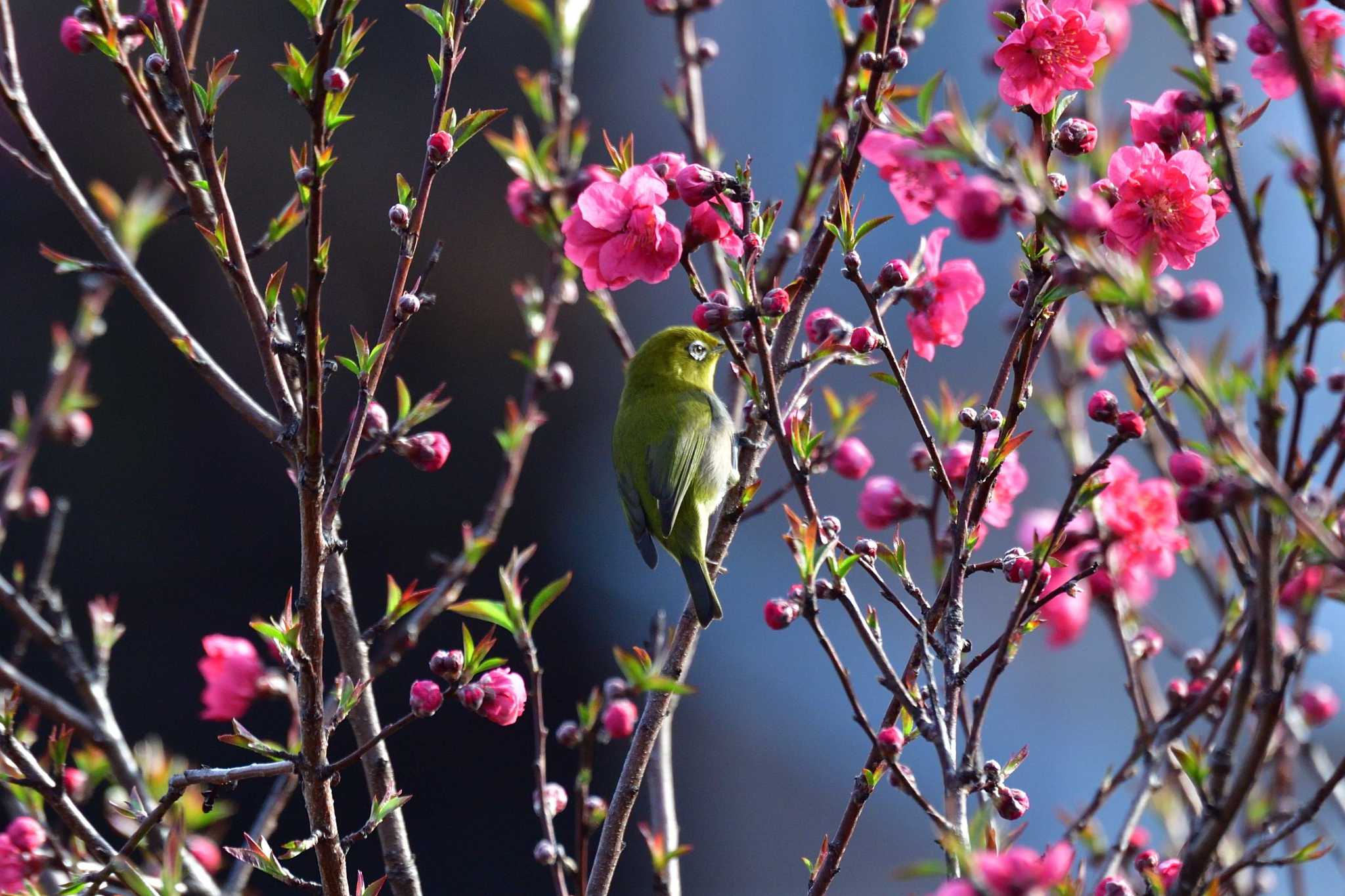 長浜公園 メジロの写真 by やなさん