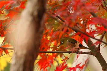 Warbling White-eye 小幡緑地 Fri, 11/30/2018