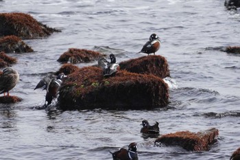 Harlequin Duck 平磯海岸 Mon, 2/12/2024