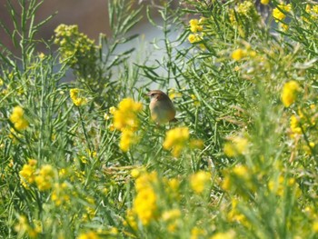 Zitting Cisticola 横須賀市 Sat, 2/24/2024