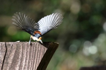 Varied Tit 小幡緑地 Fri, 11/30/2018