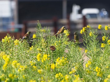 Grey-capped Greenfinch 横須賀市 Sat, 2/24/2024