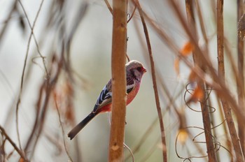 Siberian Long-tailed Rosefinch 宮田用水(蘇南公園前・江南市) Sat, 2/24/2024