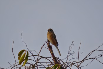 Siberian Long-tailed Rosefinch 南派川河川敷(江南市) Sat, 2/24/2024