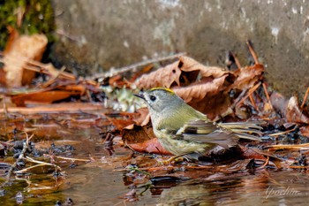 Goldcrest 創造の森(山梨県) Sat, 2/17/2024