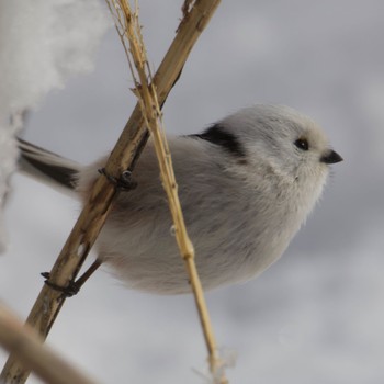 Long-tailed tit(japonicus) 宮城県 Thu, 2/22/2024