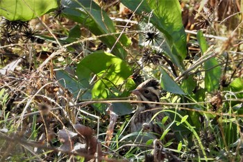 カシラダカ 大麻生野鳥の森公園 2018年11月30日(金)