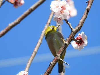 Warbling White-eye 岐阜梅林公園 Mon, 2/26/2024