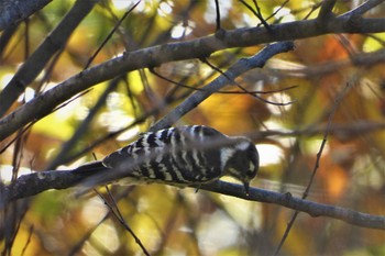 コゲラ 大麻生野鳥の森公園 2018年11月30日(金)