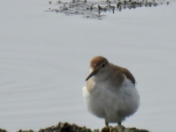 Common Sandpiper 土留木川河口(東海市) Sat, 2/24/2024