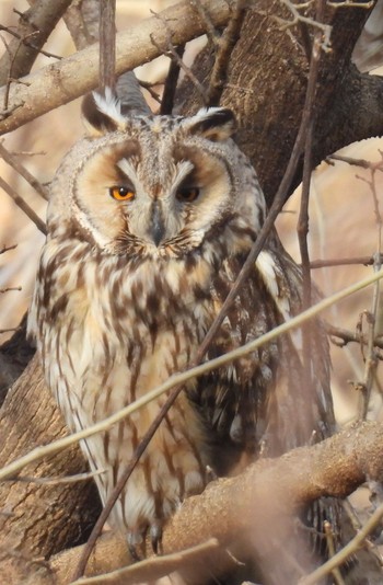 2024年2月24日(土) 庄内川の野鳥観察記録