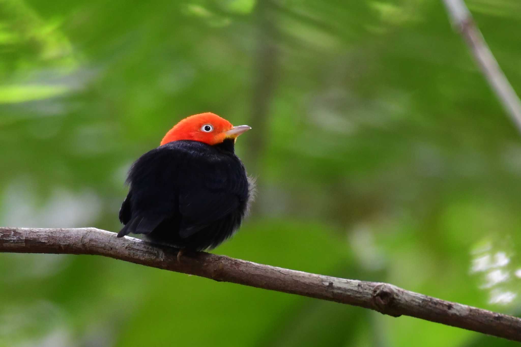 Photo of Red-capped Manakin at コスタリカ by でみこ