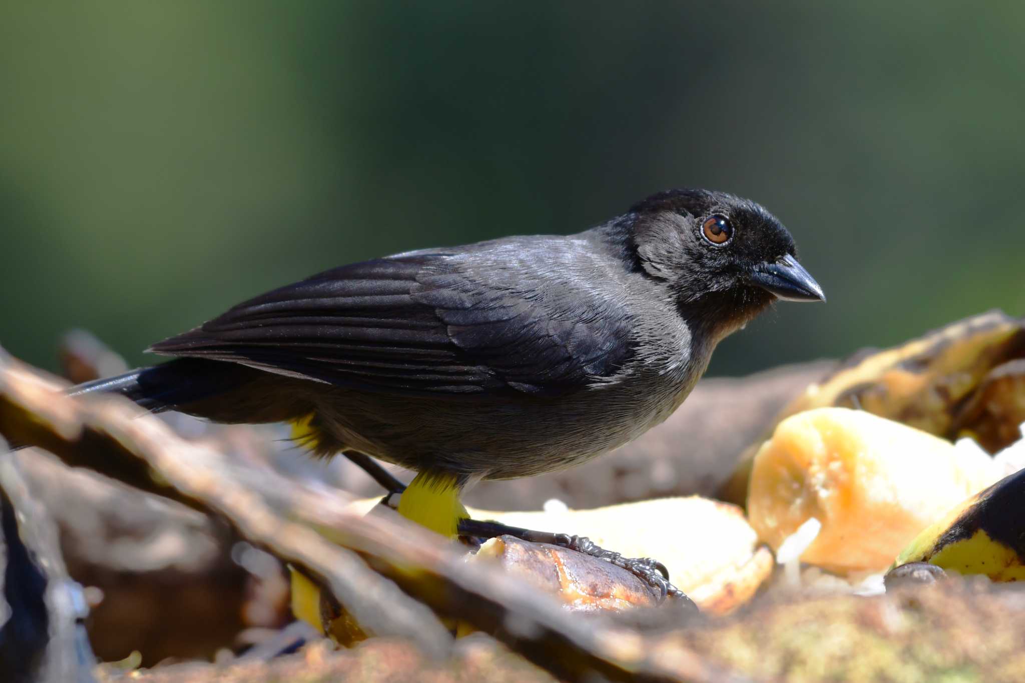 Yellow-thighed Brushfinch