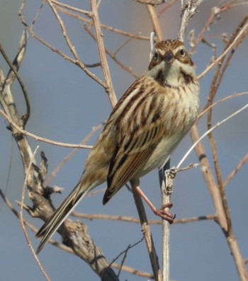 Pallas's Reed Bunting 安倍川河口 Mon, 2/26/2024