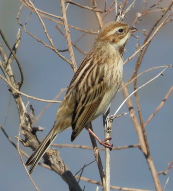 Pallas's Reed Bunting 安倍川河口 Mon, 2/26/2024