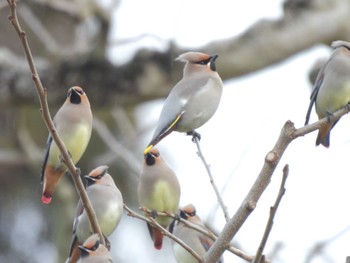 2024年2月26日(月) 杉村公園の野鳥観察記録