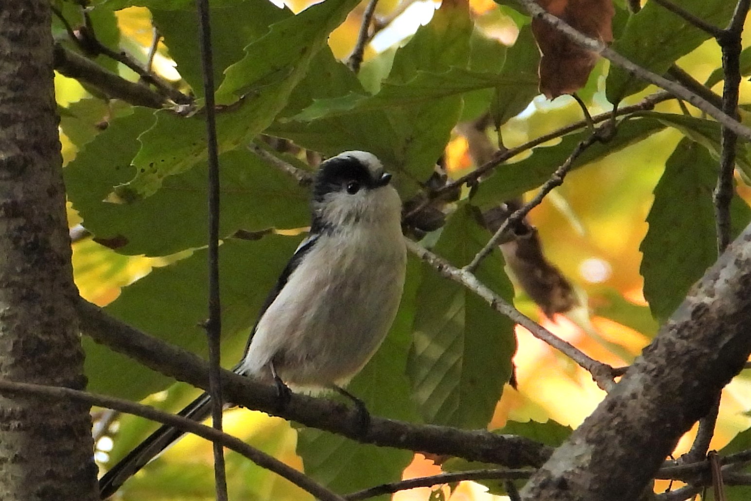 Photo of Long-tailed Tit at 多々良沼公園 by merumumu