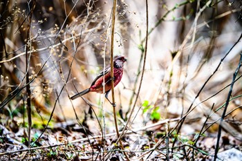 Siberian Long-tailed Rosefinch Hayatogawa Forest Road Sat, 2/24/2024